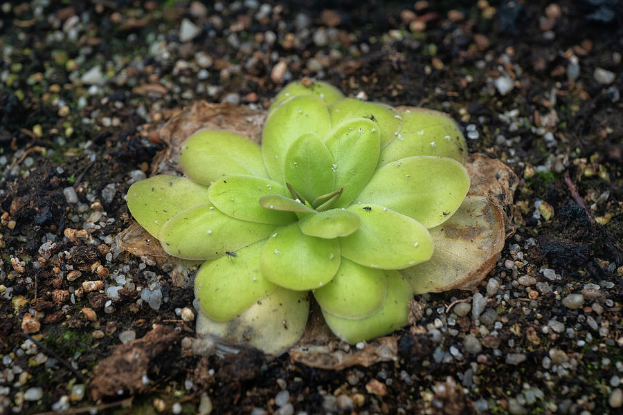 Pinguicula Agnata Butterwort Carnivorous Plant Photograph by Artur Bogacki