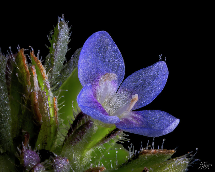 Pinhead Size Blue Flower Photograph by Endre Balogh Pinhead Size Blue Flower Photograph by Endre Balogh