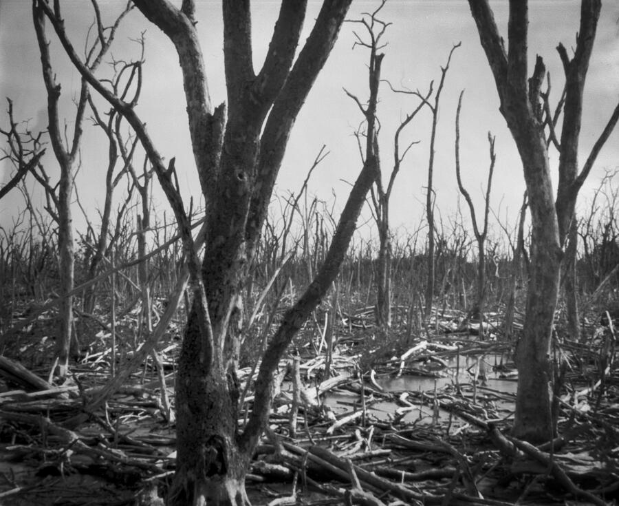 Pinhole devistated Mangroves - 5 Photograph by Rudy Umans