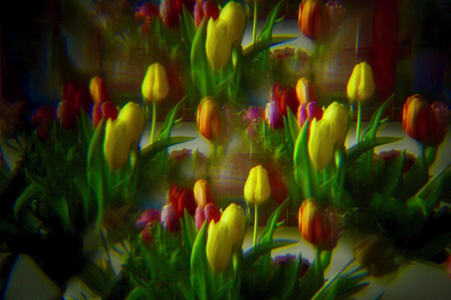 Pinhole tulips 1 Photograph by Marjolein Haecker - de Bruin