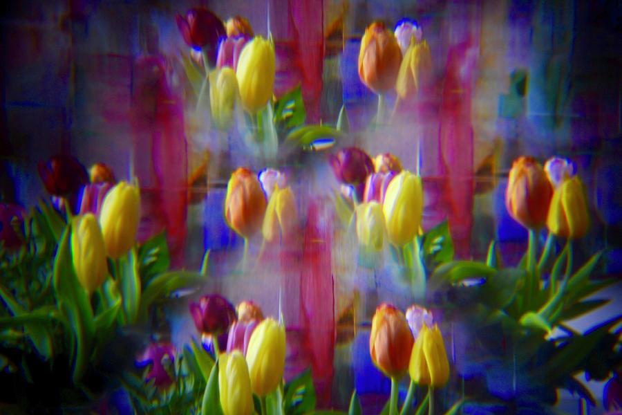 Pinhole tulips 3 Photograph by Marjolein Haecker - de Bruin