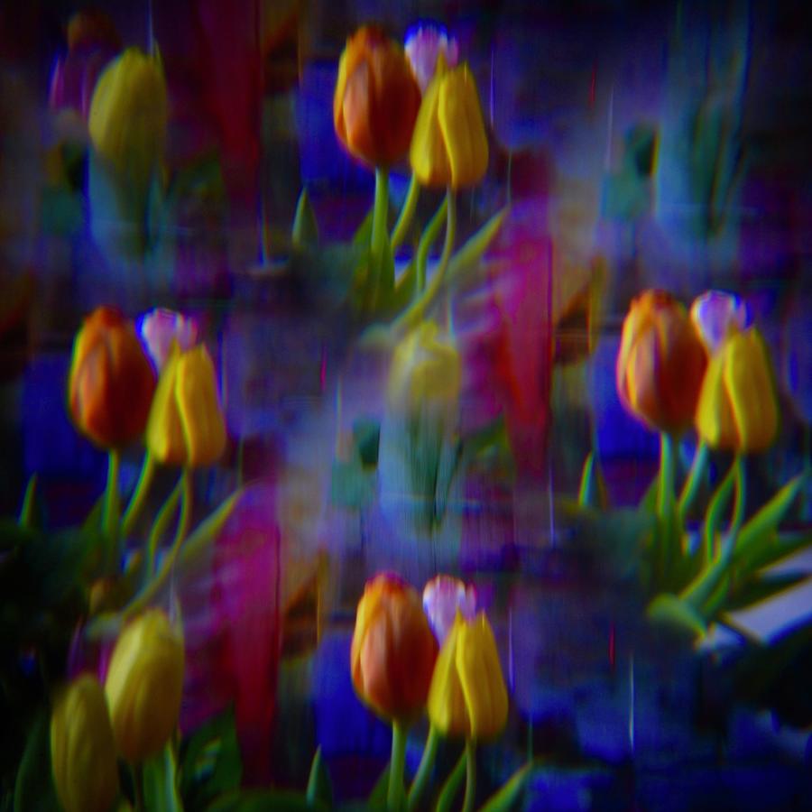 Pinhole tulips 4 Photograph by Marjolein Haecker - de Bruin