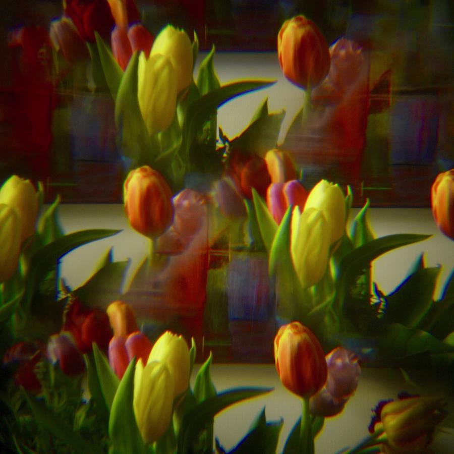 Pinhole tulips 5 Photograph by Marjolein Haecker - de Bruin