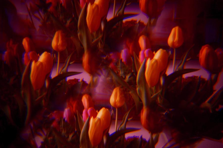 Pinhole tulips 7 Photograph by Marjolein Haecker - de Bruin