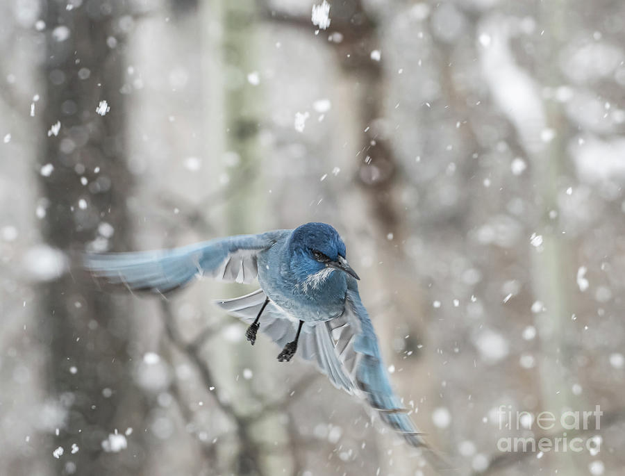 Wildlife Photograph - Pinion Jay In Snow Storm by Gary Beeler