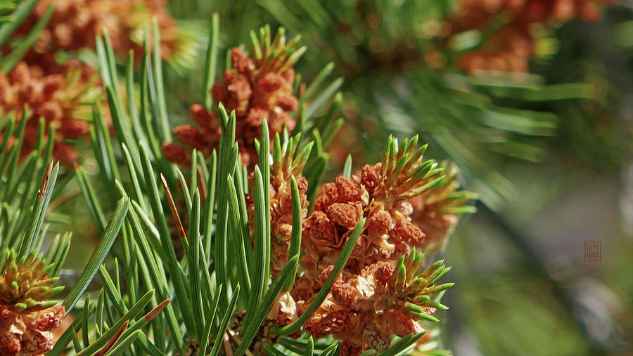 Pinion Pine Blooms On The Canyon Rim Digital Art