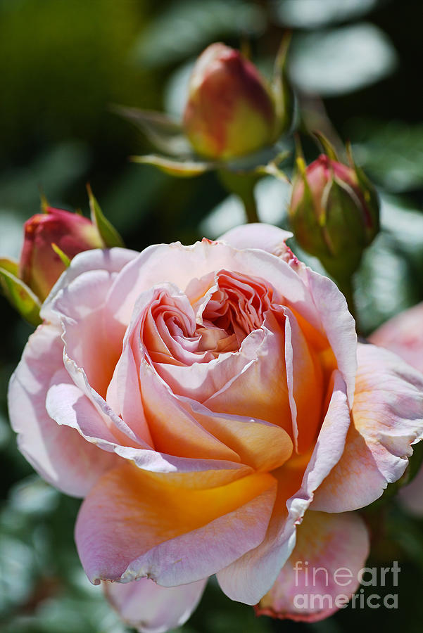 Pink Abraham Darby Rose Photograph by Joy Watson