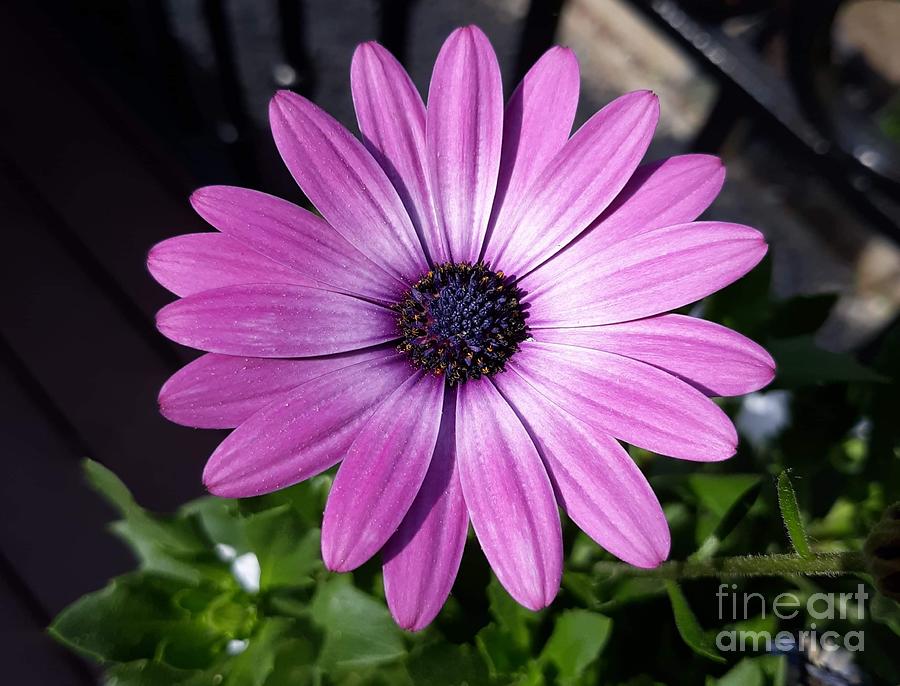 Pink African Daisy Photograph