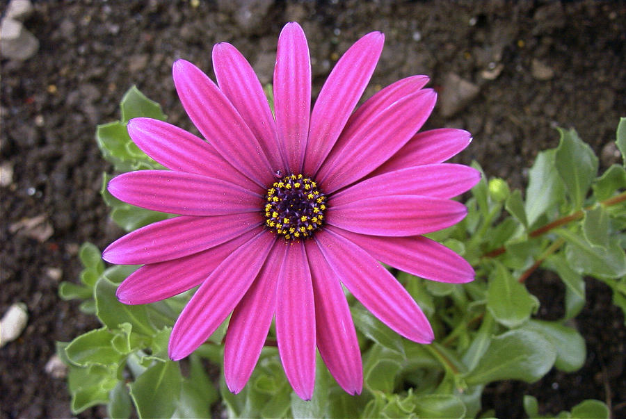 Pink African Daisy Photograph by Helen Jackson