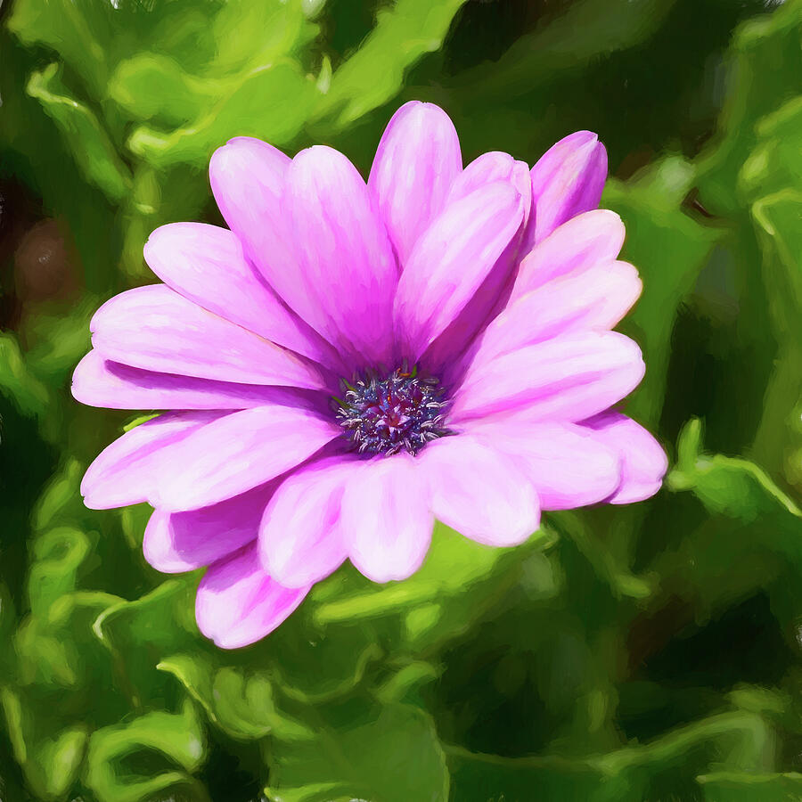 Pink African Daisy Painted Photograph by Tanya C Smith