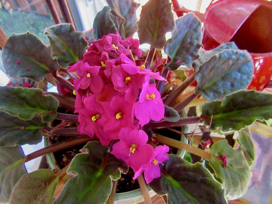 Pink African violets Photograph by Stephanie Moore