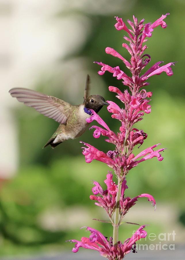 Pink Agastache Hummingbird Photograph by Carol Groenen