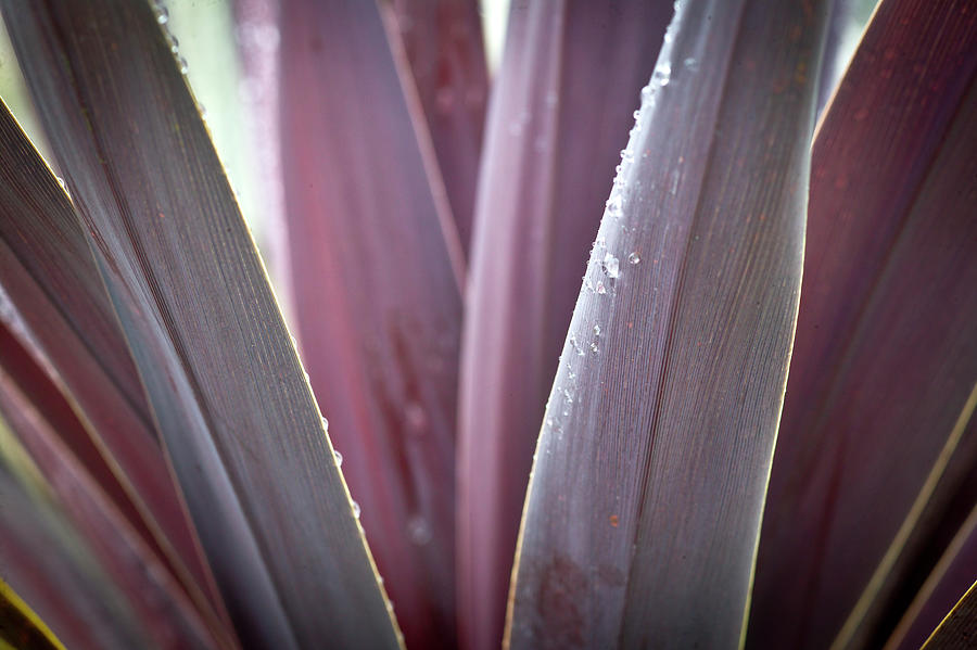 Pink Agave Leaves Abstract X101 Photograph by Rich Franco