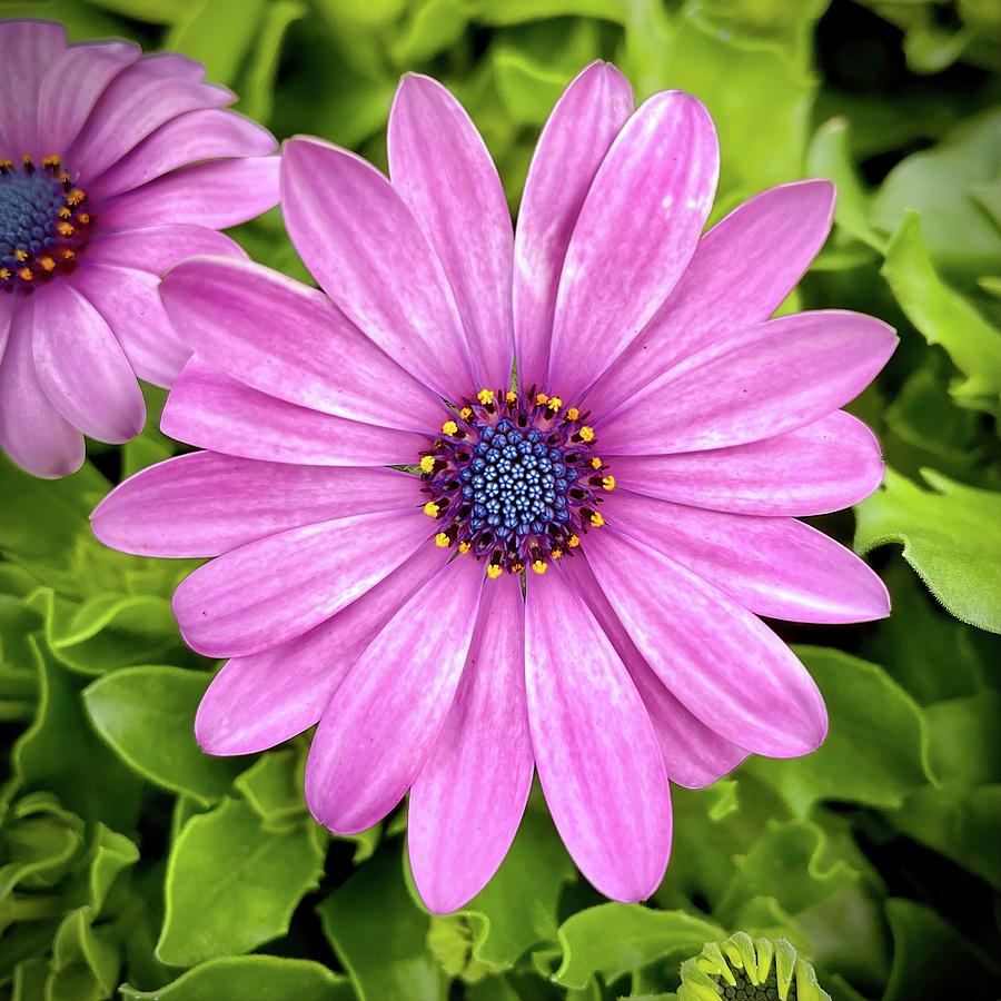 Pink Akila African Daisy Square Photograph by Bill Swartwout - Pixels