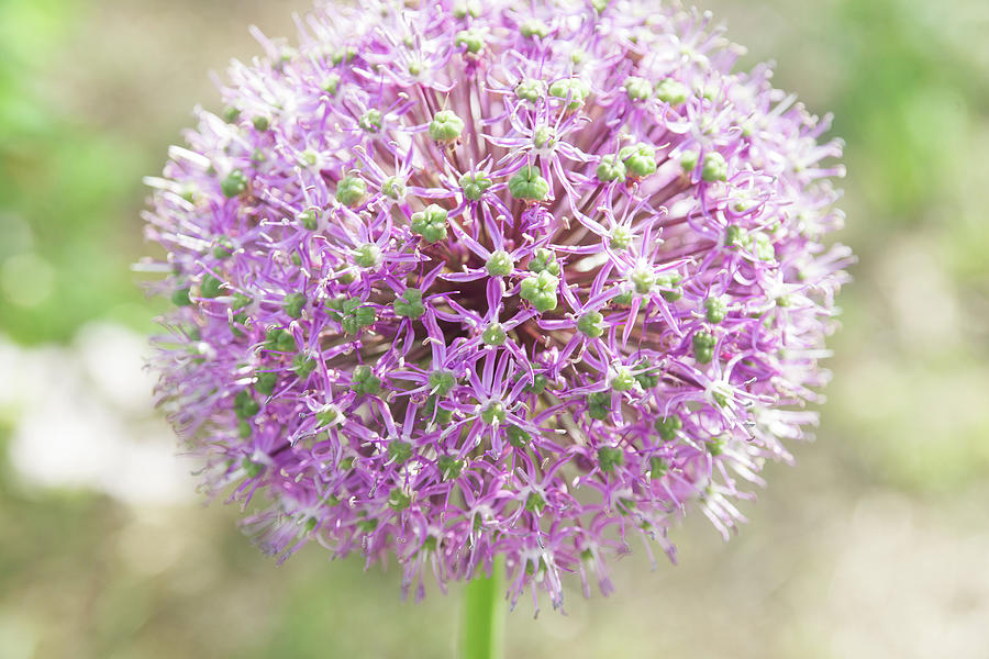 Pink allium flower with a soft background Photograph by Jean-Luc Farges