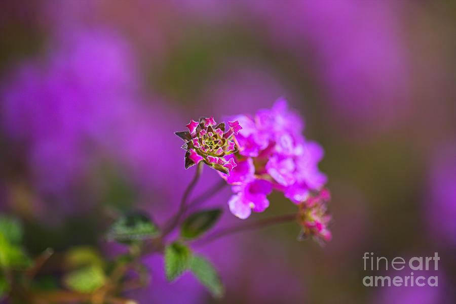 Pink Allysium Flowers Photograph by Joy Watson