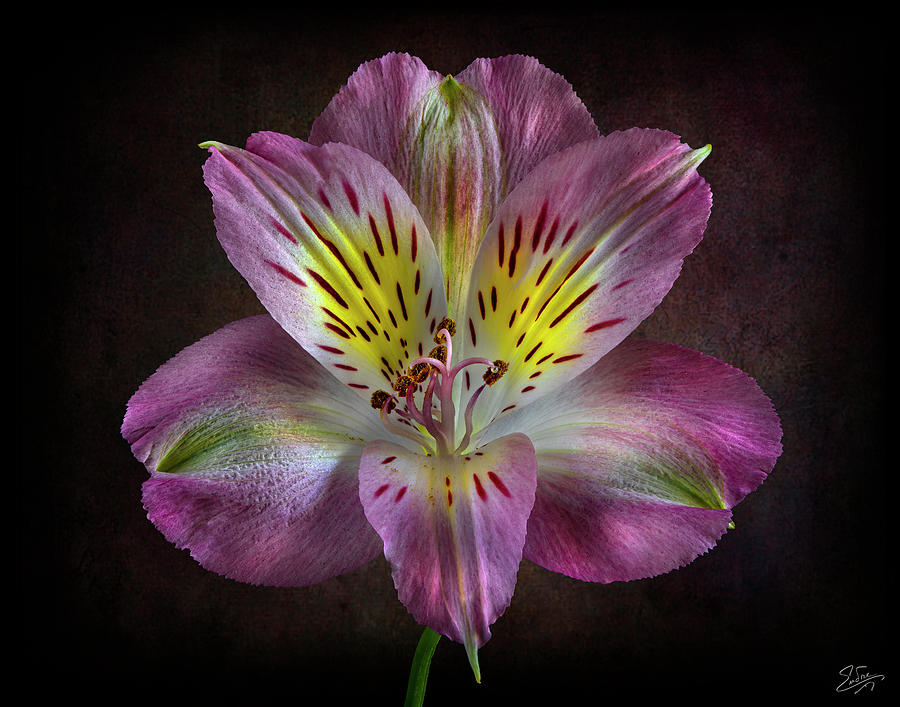 Pink Alstroemeria 2 Photograph by Endre Balogh