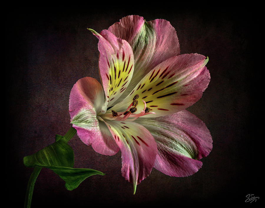 Pink Alstroemeria Photograph by Endre Balogh