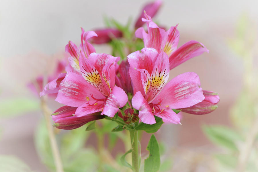Pink Alstroemeria Flowers Natural Bouquet Photograph by Gaby Ethington