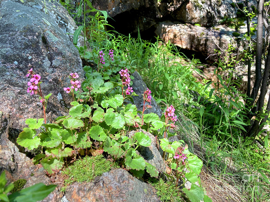 Pink alumroom wildflower growing on a boulder in the western Uni Photograph by Adam Long
