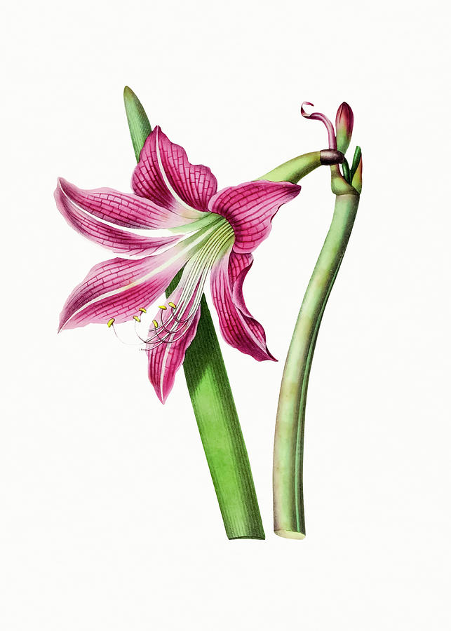 Lily Drawing - Pink amaryllis lily flower by Mango Art