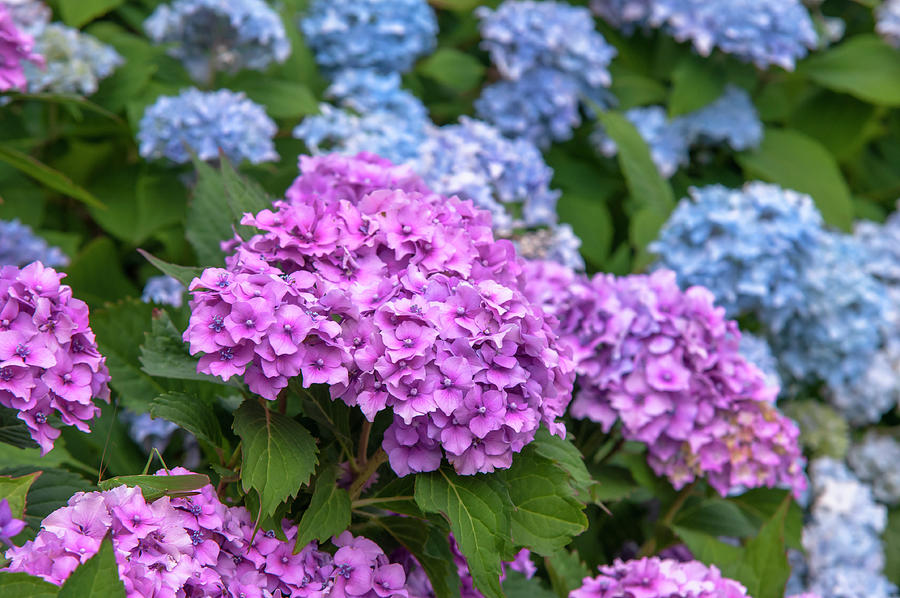 Pink and Blue French Hydrangea Blooms Photograph by Jenny Rainbow