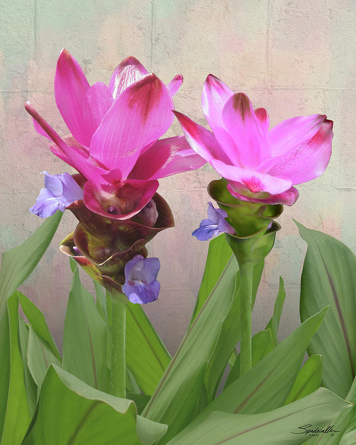 Pink and Blue Ginger Digital Art by M Spadecaller