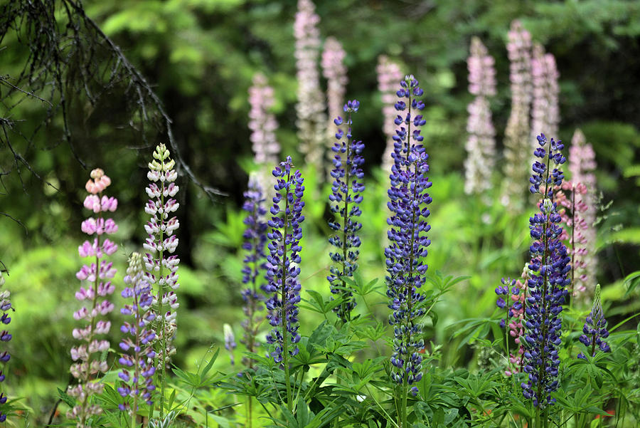 Pink and Blue Lupine Photograph by Whispering Peaks Photography