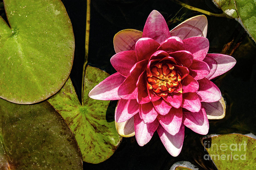 Pink and Blush Water Lily in full bloom Photograph by Gunther Allen