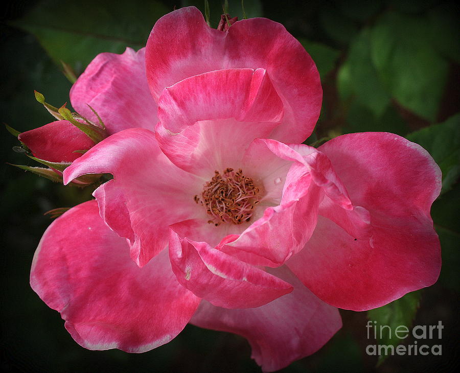 Pink Garden Rose and Bud Photograph by Dora Sofia Caputo