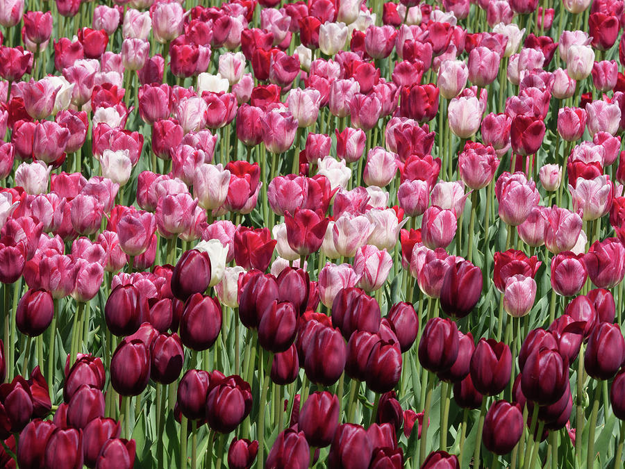 Pink and burgundy tulips on display during the Ottawa Tulip Fest Photograph by Rob Huntley