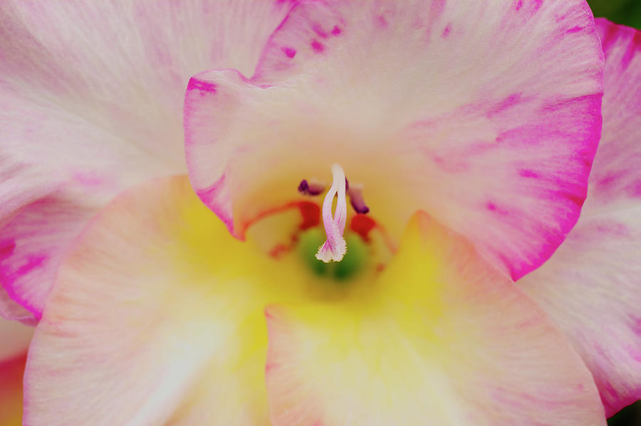  Pink and creamy-yellow Gladiolus Blooms Macro Photograph by Iris Richardson