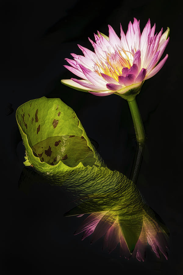 Pink and Gold Waterlily Photograph by Susan Candelario