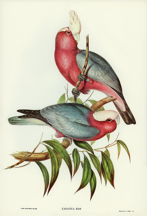 Pink And Gray Galah Drawing by World Art Collective