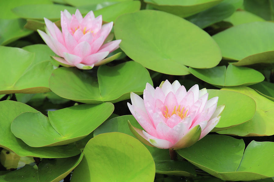 Pink And Green Beauty Photograph by Linda Goodman - Fine Art America