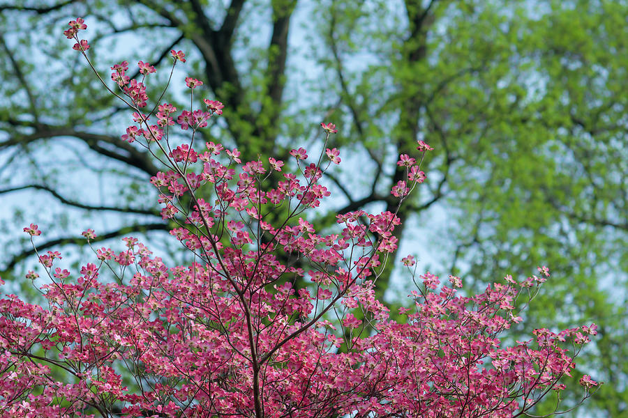 Pink And Green Photograph