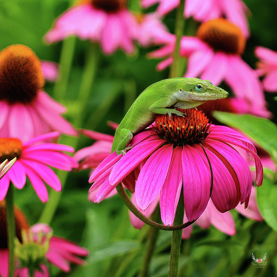 Pink and Green Photograph by Pam Rendall