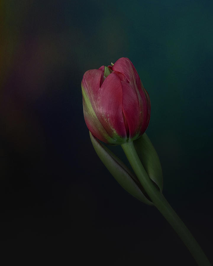 Pink and green Tulip bulb Photograph by Alessandra RC