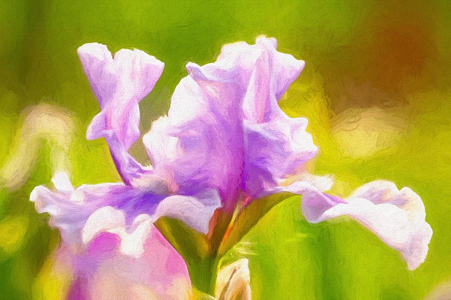 Pink and Lavender Iris Oil Painting Painting by Susan Rydberg