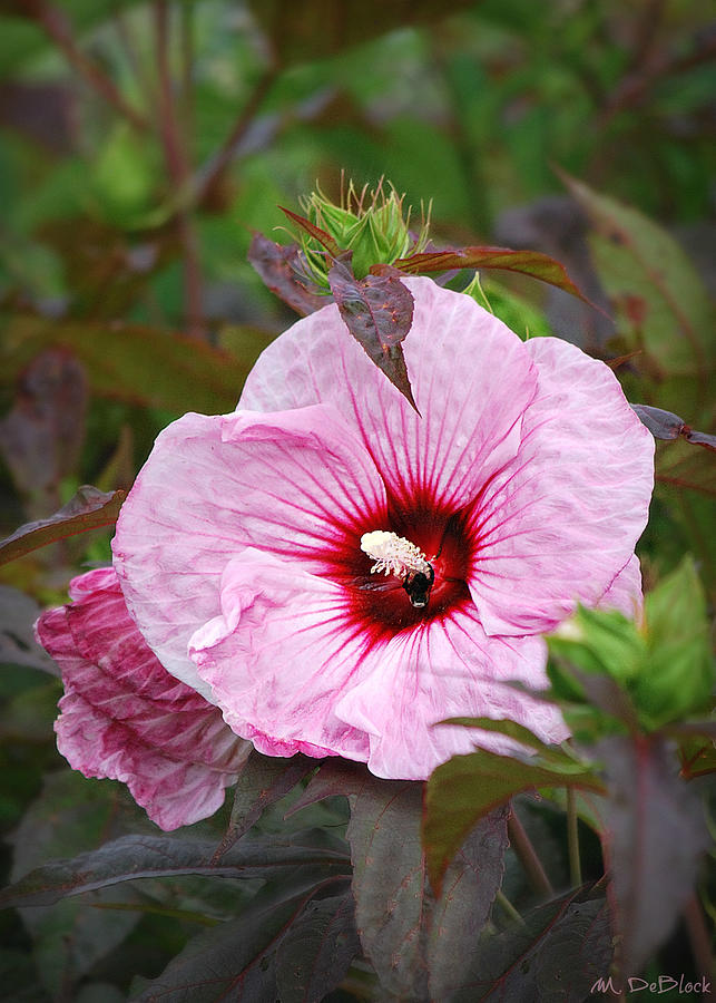 Pink and Maroon Hibiscus Photograph by Marilyn DeBlock