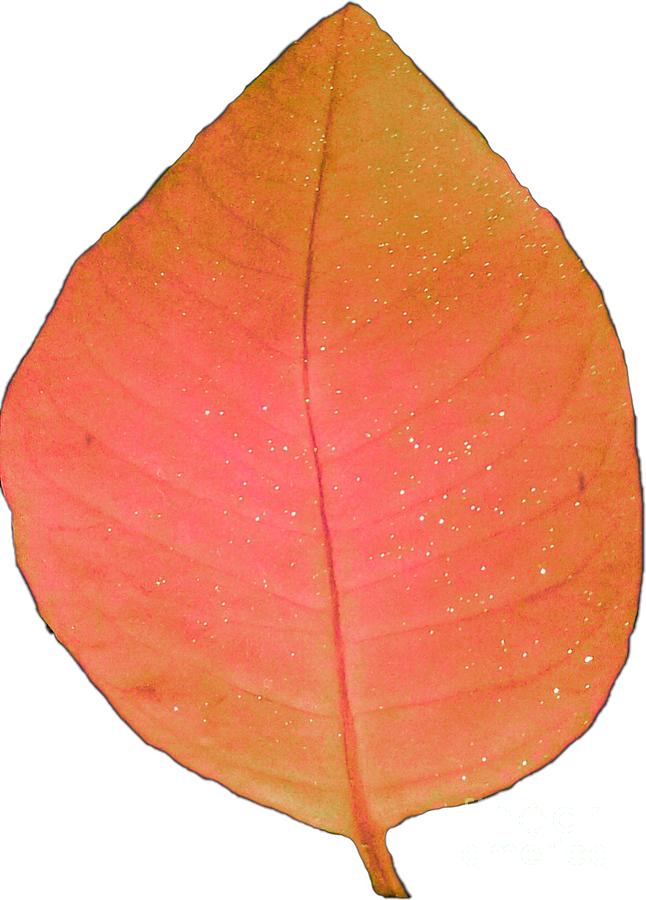 Pink and Orange Autumn Leaf for Wall Art Prints Photograph by Delynn Addams
