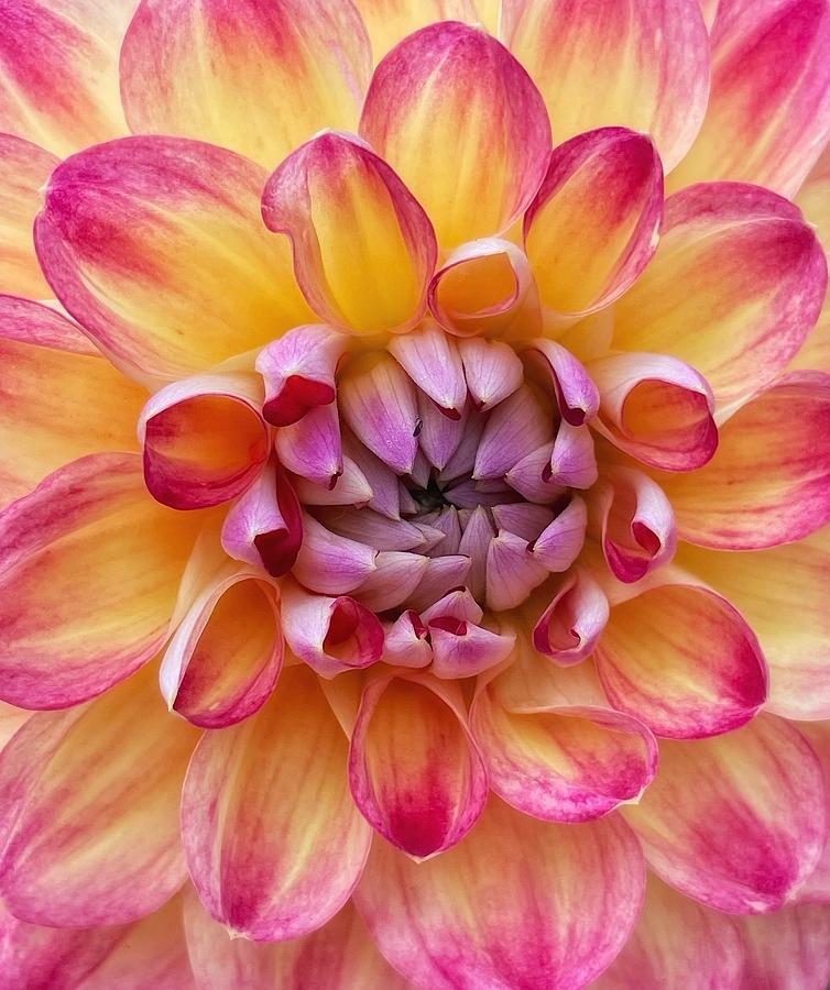 Pink and Orange Dahlia Photograph by Steph Gabler
