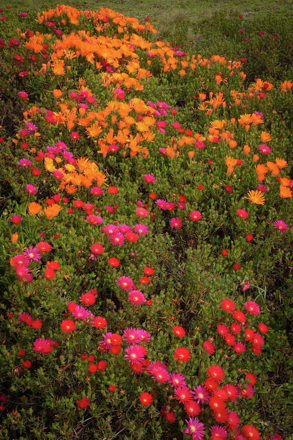 Pink and Orange Flowers Photograph by Mike Fusaro
