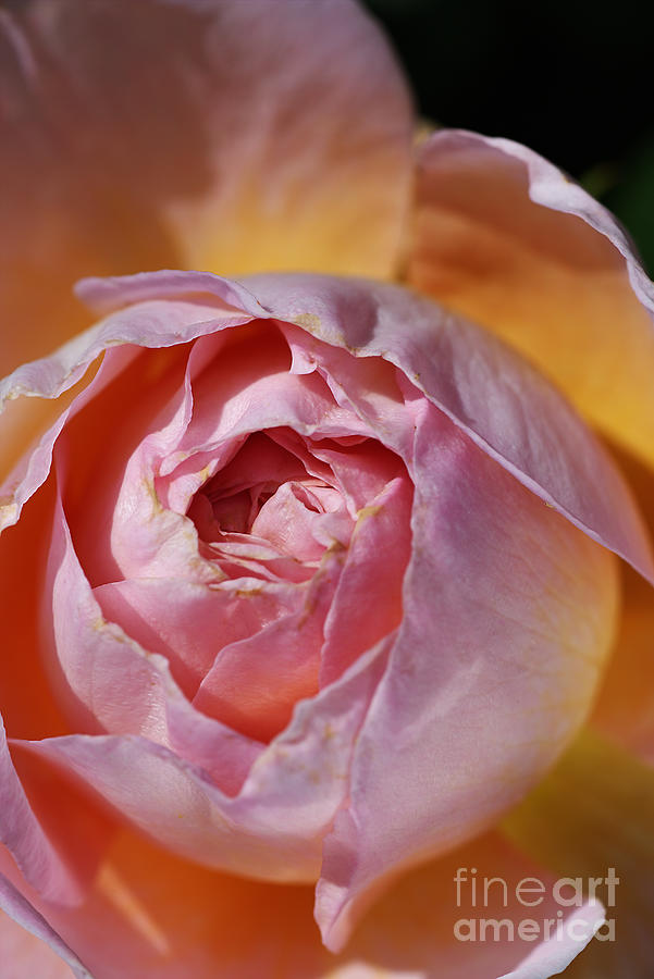 Pink and Orange Rose Photograph by Joy Watson