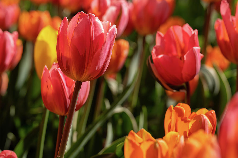 Pink and Orange Spring Photograph by Brooke Bowdren