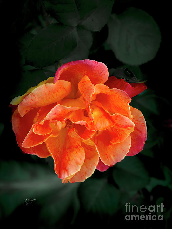 Pink and Orange Vibrancy Photograph by Elaine Teague