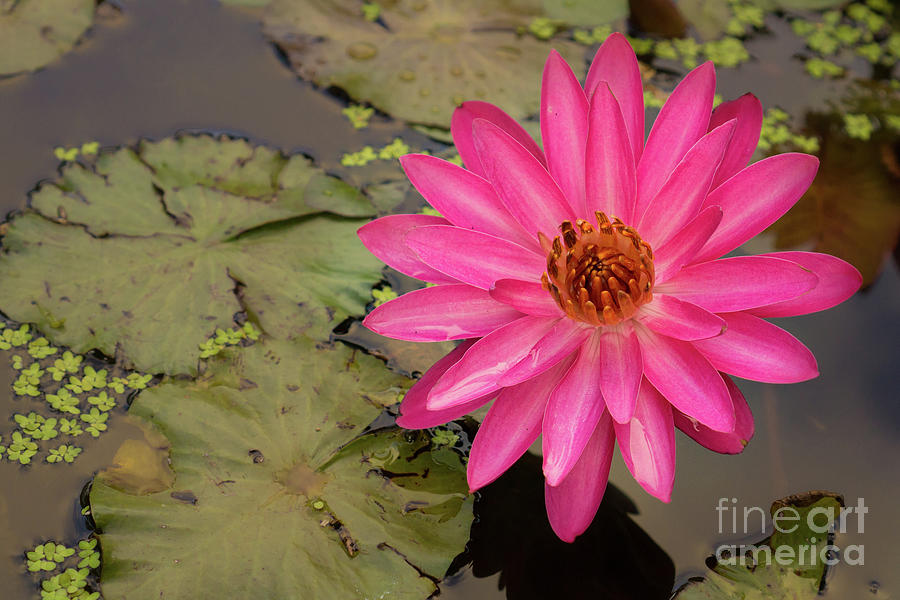 Flowers Still Life Photograph - Pink and Orange Water Lily by Nancy Gleason
