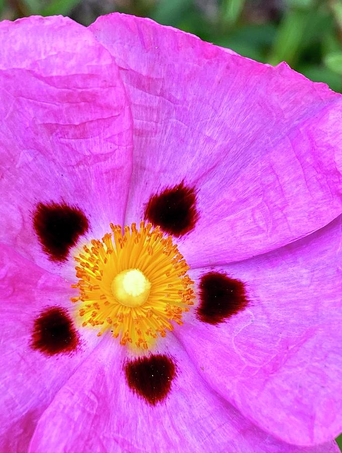Orchid Rock Rose Photograph