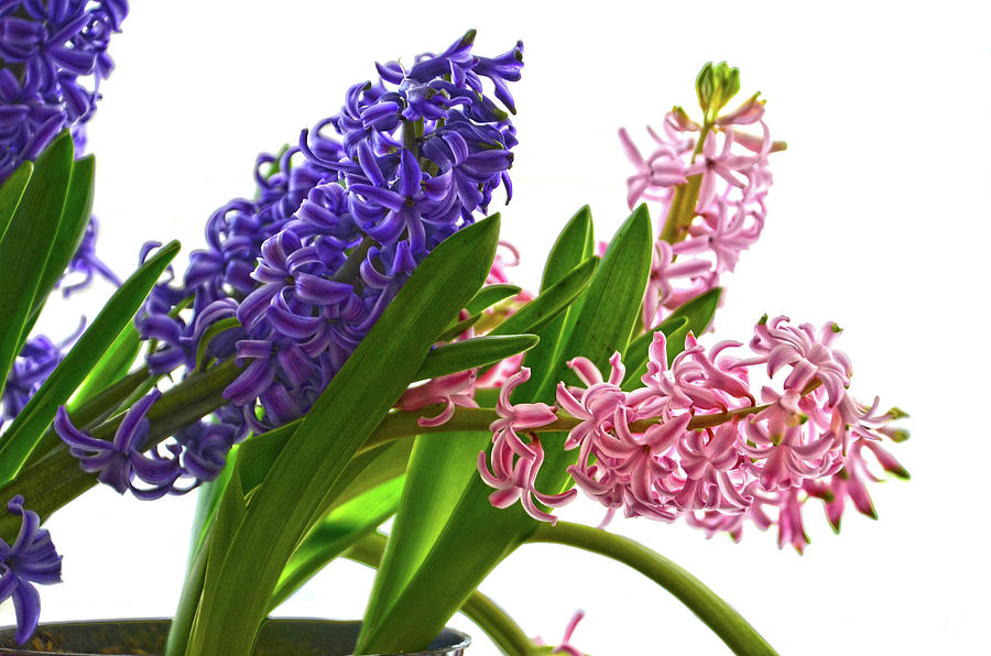 Pink And Purple Hyacinths Painted Digital Art On White  Mixed Media by Sandi OReilly