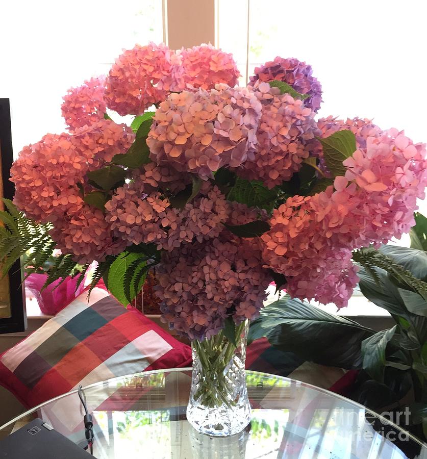 Pink and Purple Hydrangeas in Cystal Vase  Photograph by Catherine Ludwig Donleycott
